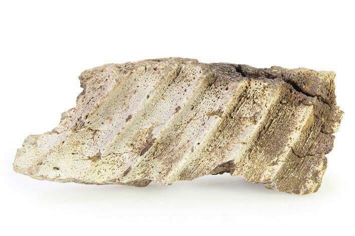 Fossil Hadrosaur (Edmontosaurus?) Jaw Section - Montana #316411